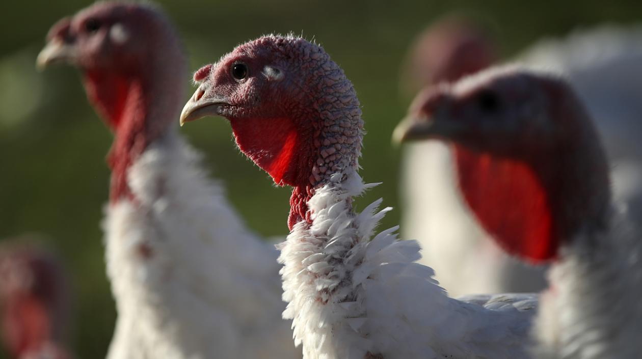 El brote podría proceder de pavos vivos o de productos crudos derivados de este animal.