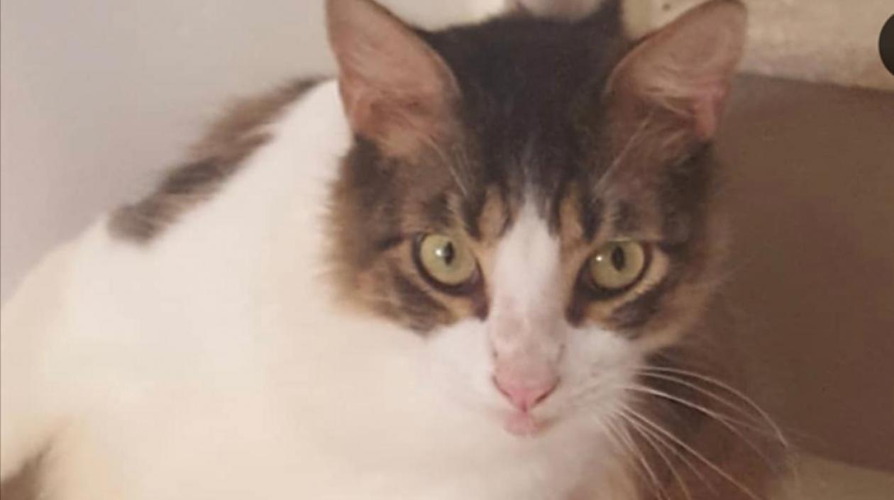 'Milky' gato extraviado.