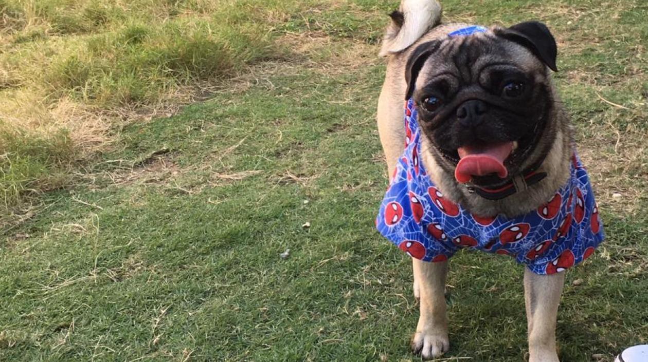 'Joy' perrito perdido.