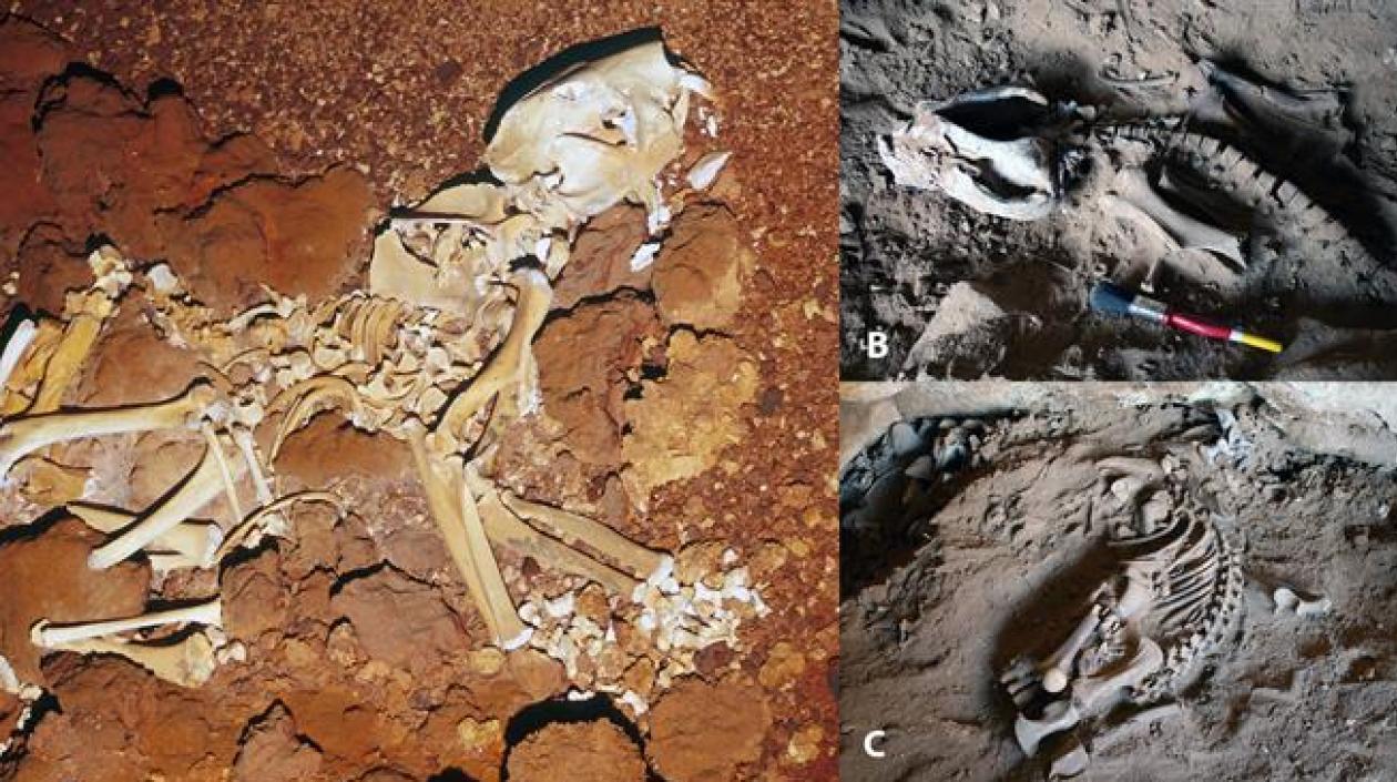 El leon marsupial vivió en la etapa del Pleistoceno, es decir, hace más de dos millones de años y 11.700 años.