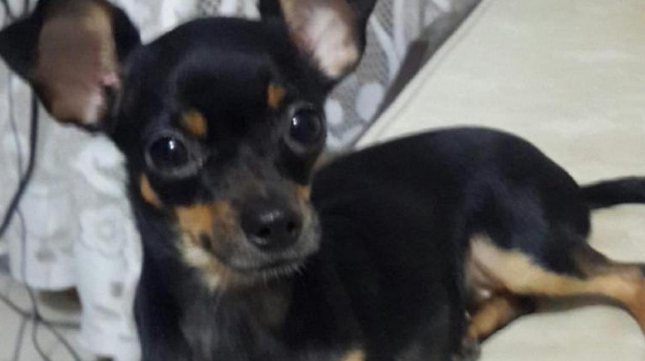 'Peque' perrita perdida.