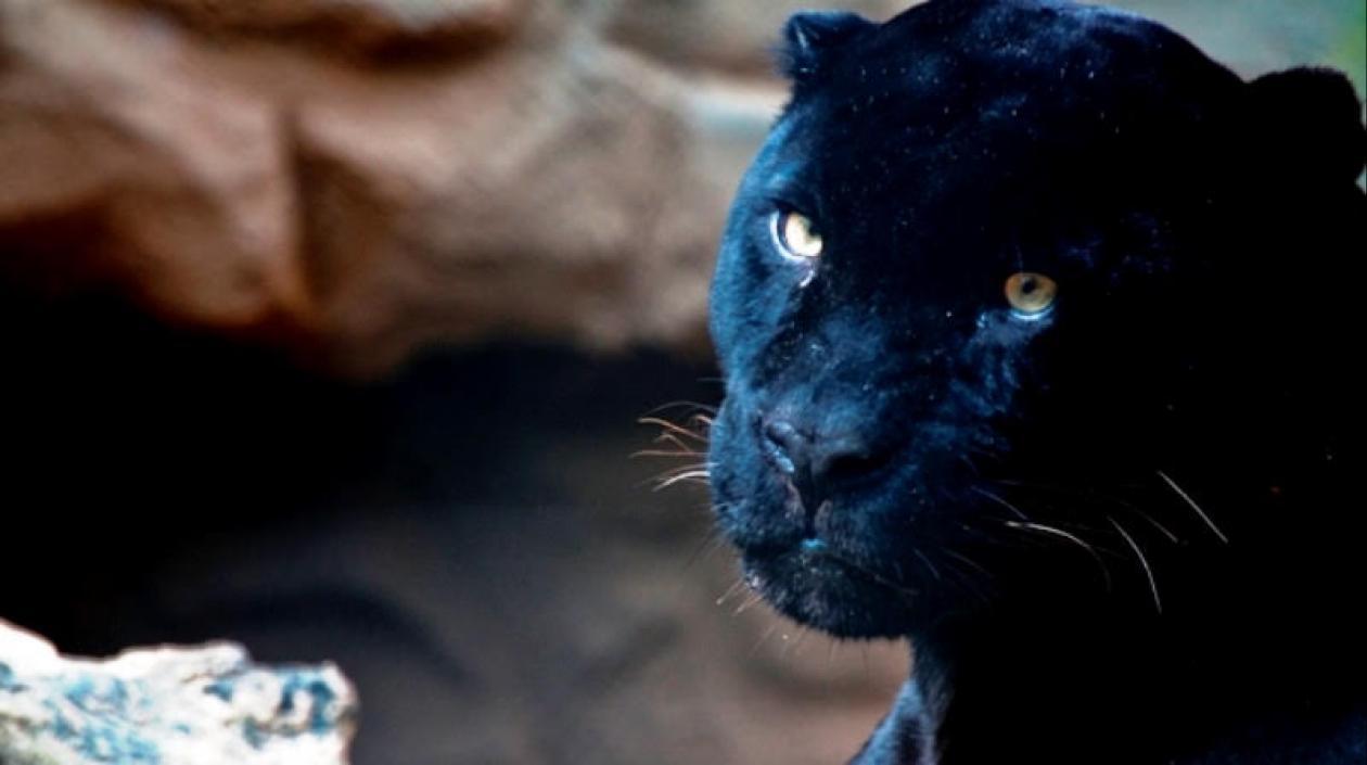 En estos días el parque cuenta con una programación inspirada en los felinos. 