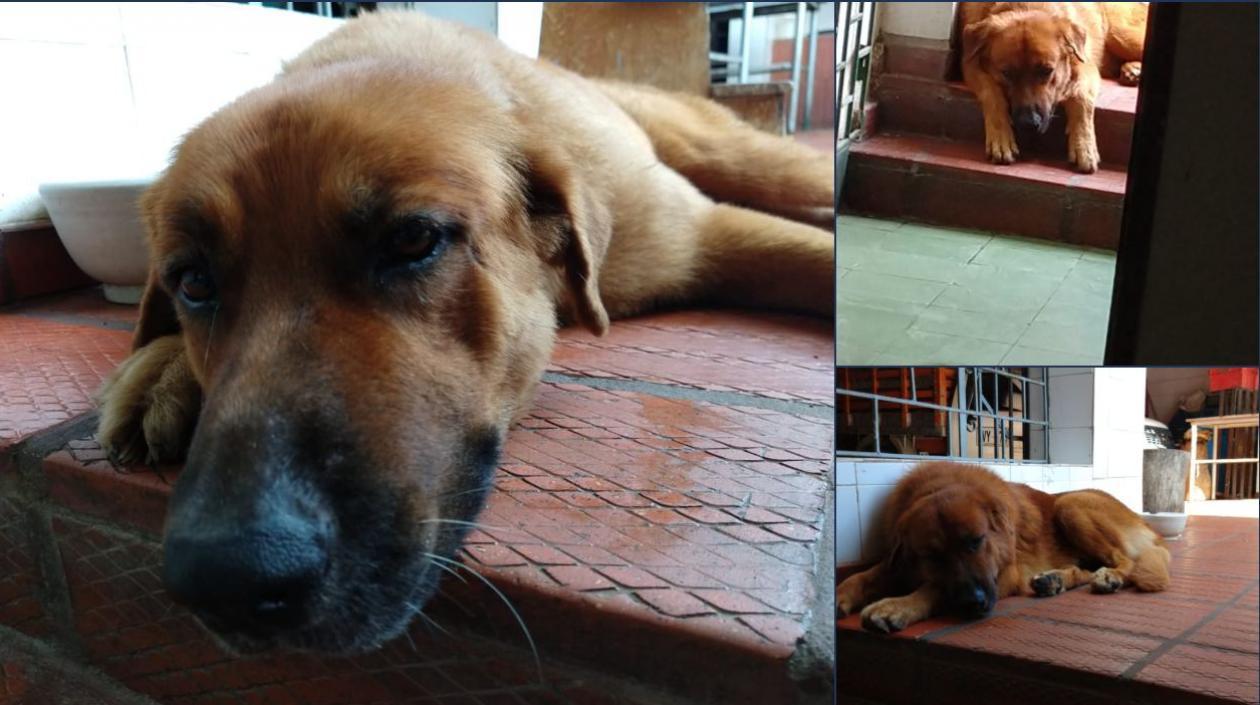 Checo se perdió el martes en horas de la tarde en el barrio El Prado. Los dueños de la mascota lo extrañan,