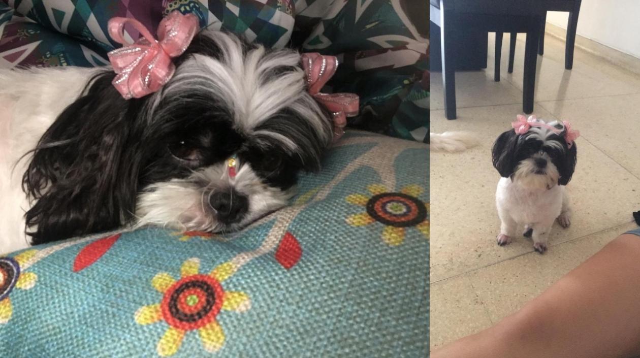 Así es 'Moustache'. 