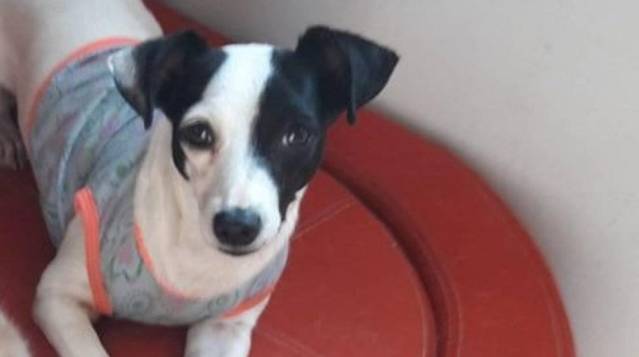 'Niña' perrita perdida.