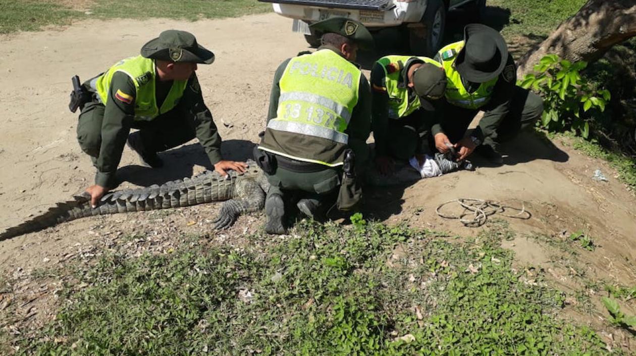 Agentes de la Policía Ambiental controlando al caimán.