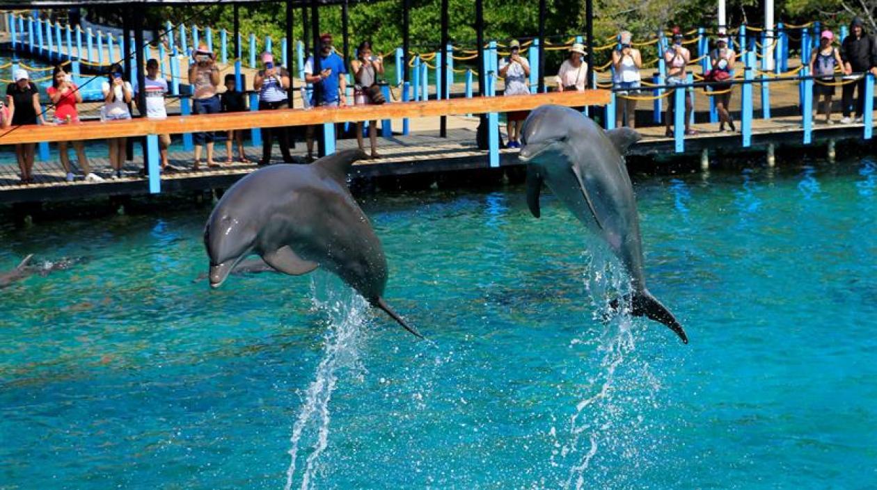 Brindaron un espectáculo memorable. 