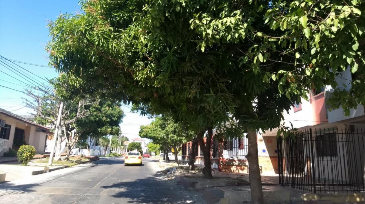 En este árbol fue hallada la mujer. 