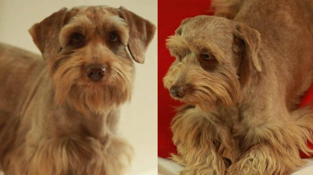 ‘Choco’ perrito perdido.