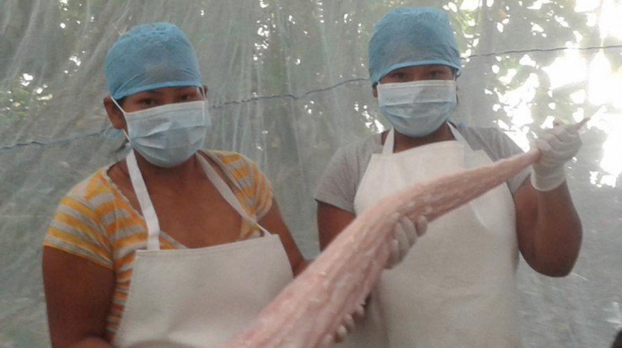 Muestra de la manipulación de la carne de lagarto.