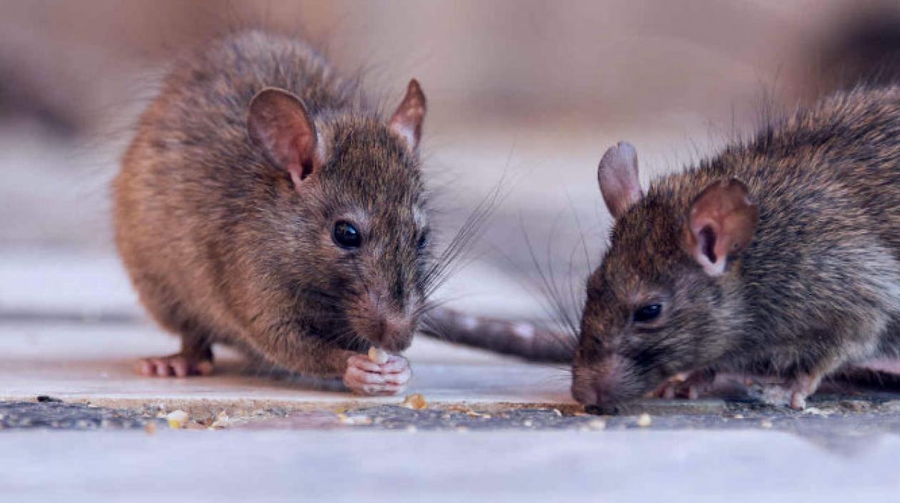 El estudio fue publicado en la edición de febrero de la revista científica Current Biology.