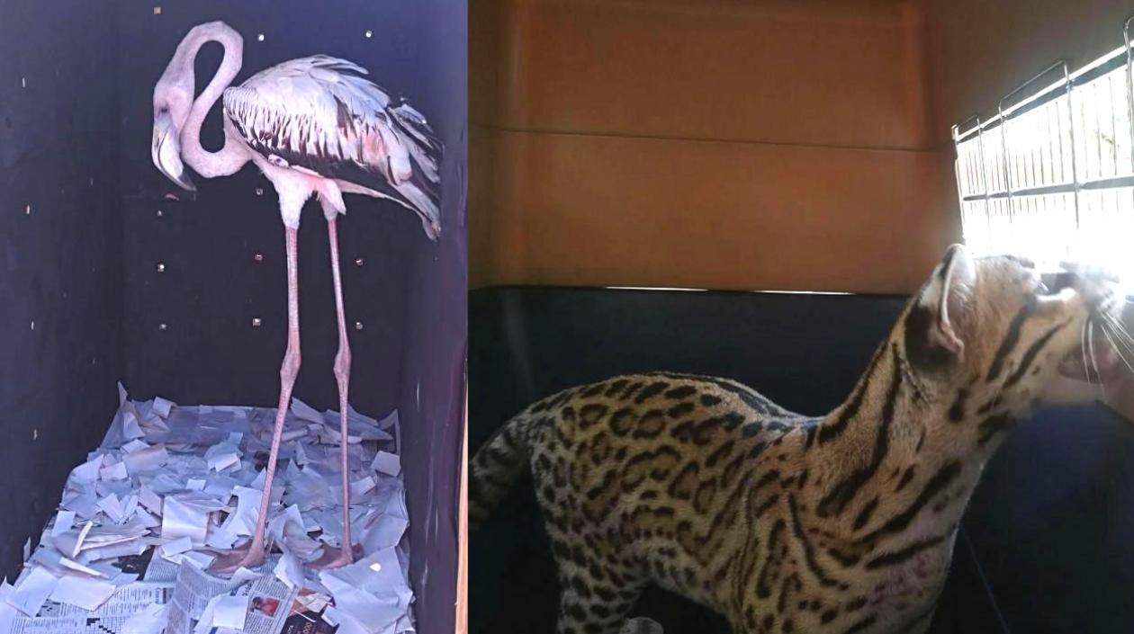 El Flamenco y el Tigrillo decomisados durante los operativos.