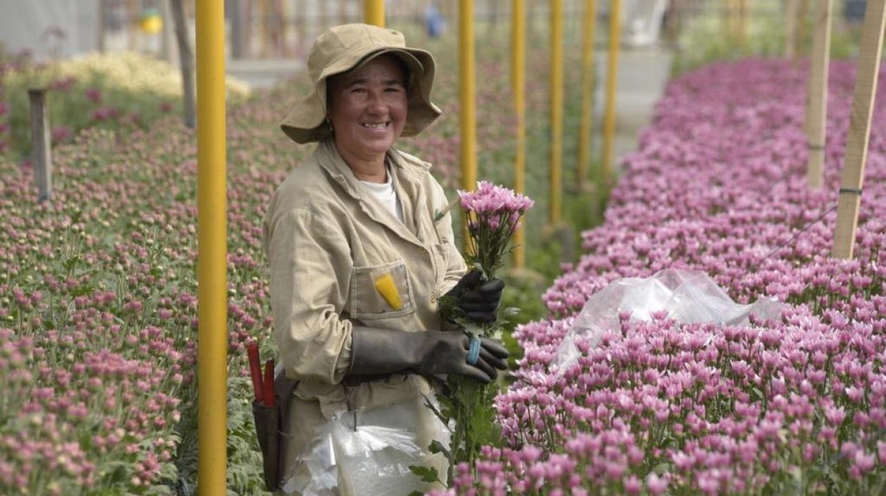 La rosa es la principal especie exportada desde Colombia al exterior.
