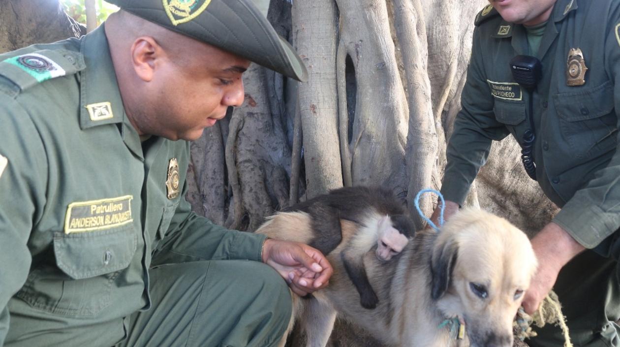 El mono capuchino cree que es la cría de la perra que lo amamantó.