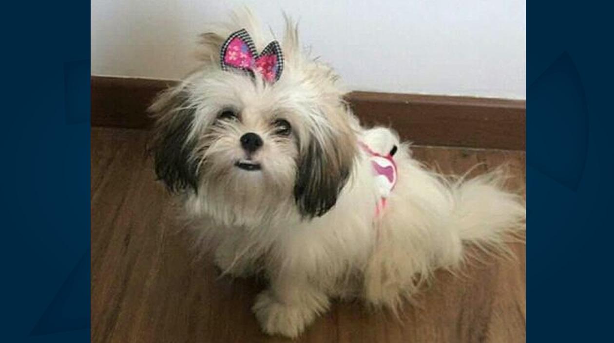 Sol, perrita perdida.