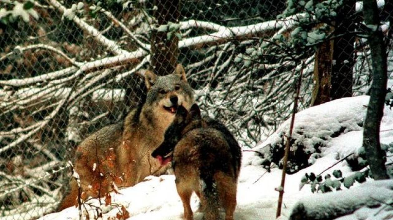 La población de lobos crece cada vez más.