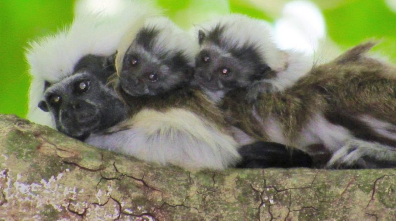 Familia de titíes cabeciblancos.