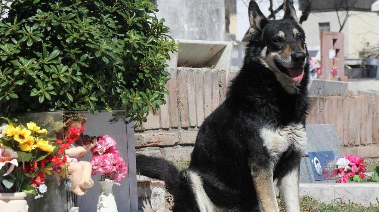 'Capitán' custodiando la tumba de su amo.