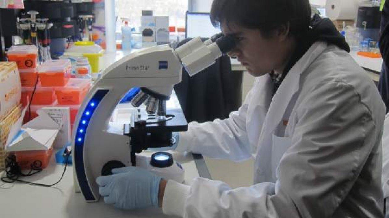 El avance tiene el potencial de ayudar a desarrollar terapias basadas en células madres adultas "para curar enfermedades hasta ahora sin cura.