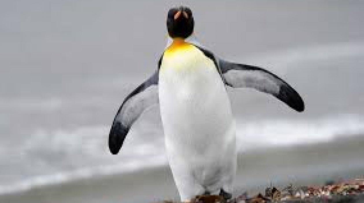 Las parejas de pingüinos rey solo se reproducen y crían a su descendencia en islas del Océano Antártico.