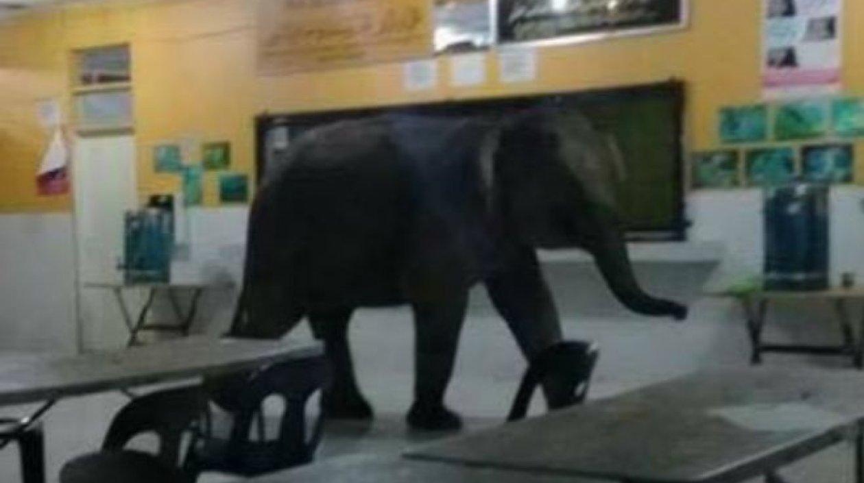 El elefante entró a los salones de clases.