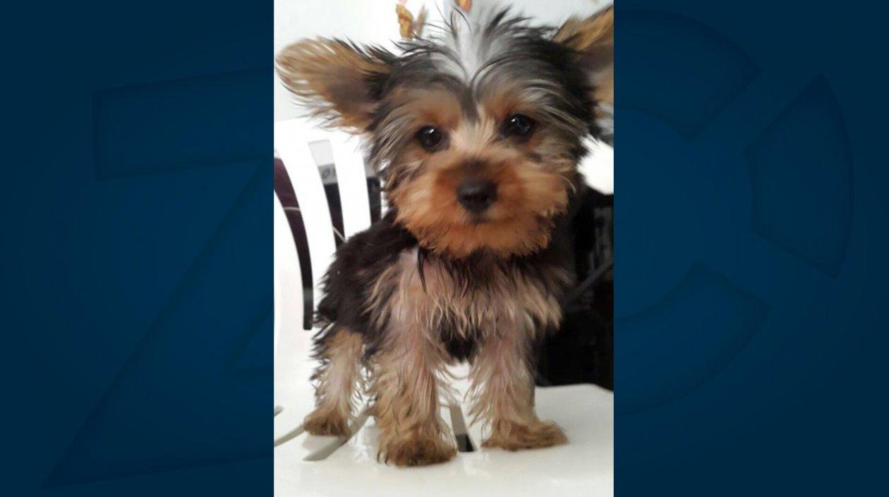 'Mía', la perrita que se perdió en el barrio San Felipe.