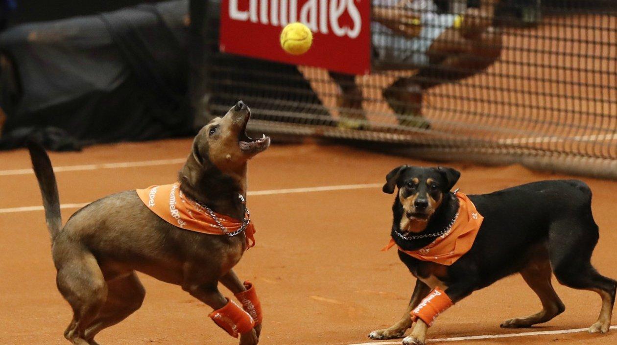 Perros recoge pelotas en el Abierto de Tenis de Brasil.