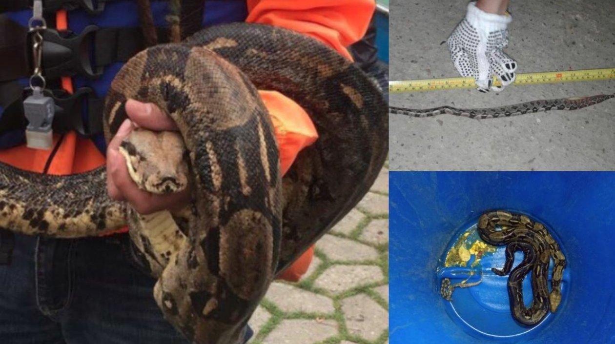 Esta fue la boa constrictor hallada en el parque Simón Bolívar de Bogotá. En la otra foto, una de las crías.