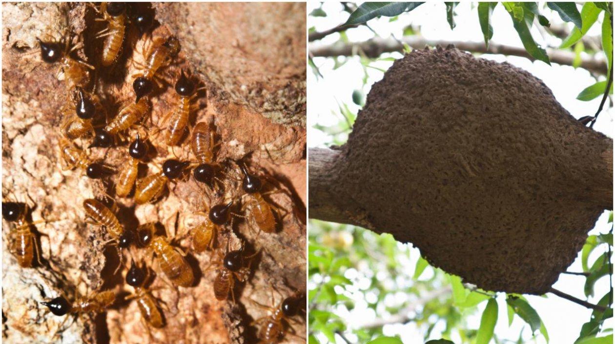  El comején suele ocasionar problemas donde sea que abunde material rico en celulosa.