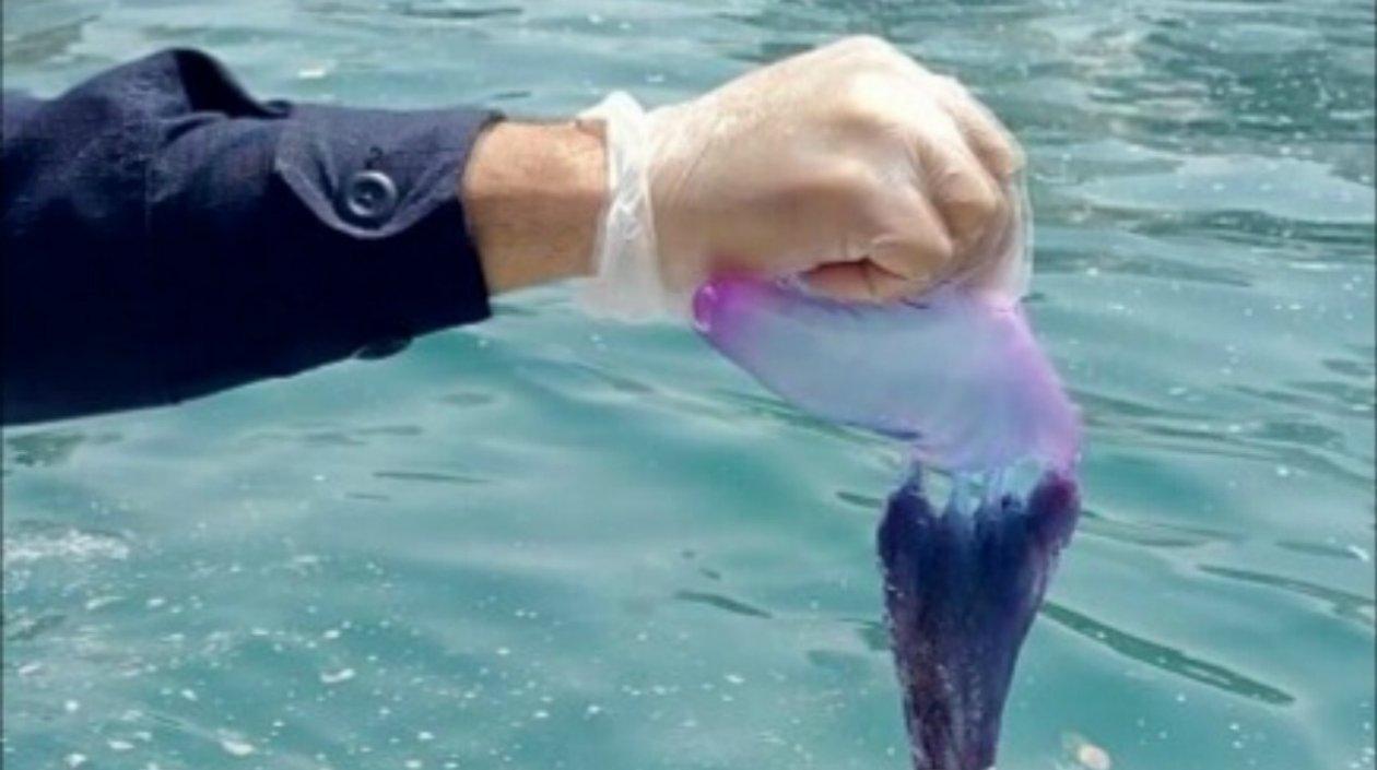 La fragata portuguesa es color violeta.