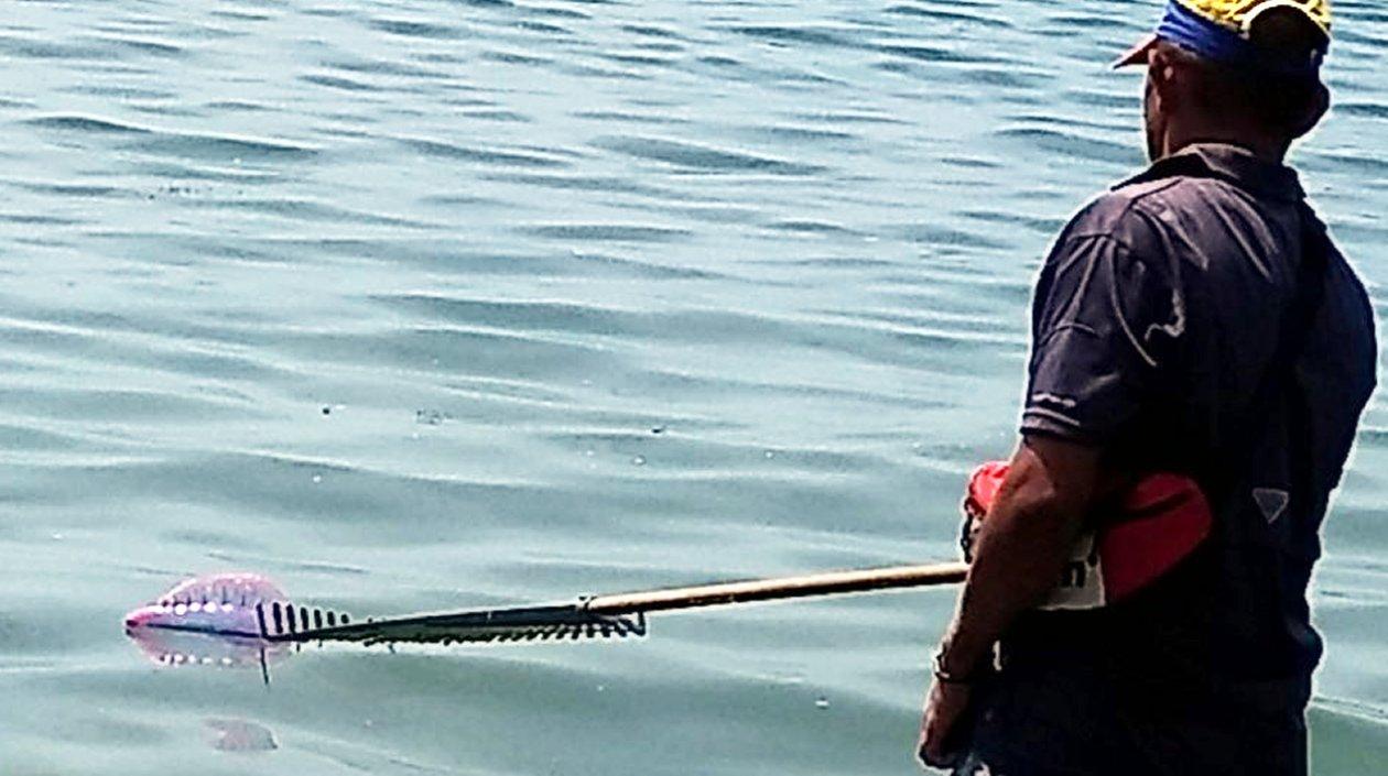 Presencia de ‘aguamalas’ o ‘fragatas portuguesas’