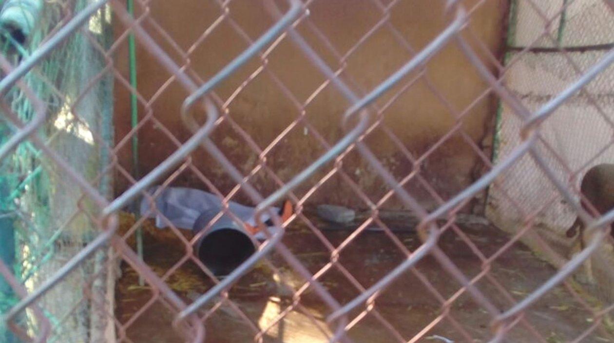 El empleado encontrado sin vida en la jaula después de ser atacado por el felino.