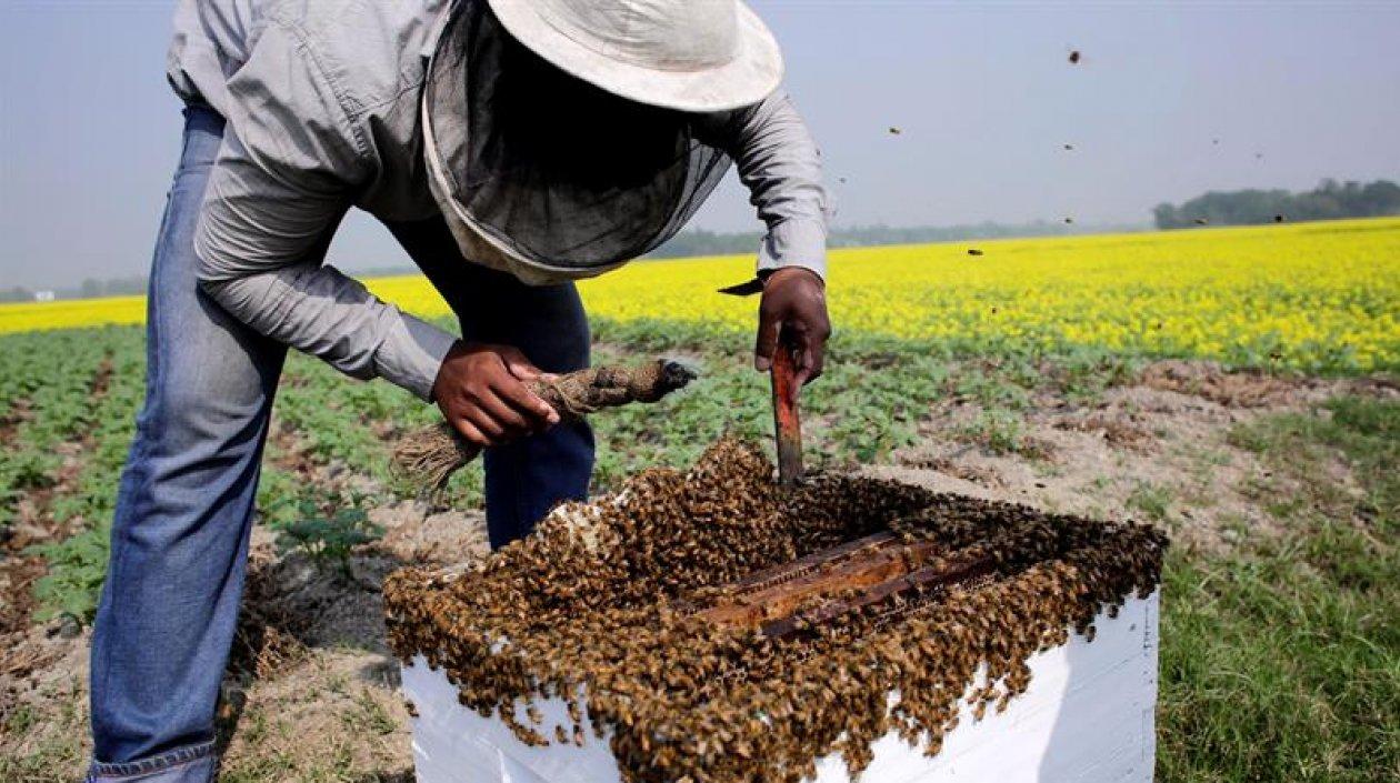 Las colmenas que están ubicadas en las poblaciones de El Socorro, Palmas de Socorro y Confines, tienen abejas llamadas localmente "angelitas", que carecen de aguijón y tienen la particularidad de fabricar miel de mejor calidad.  