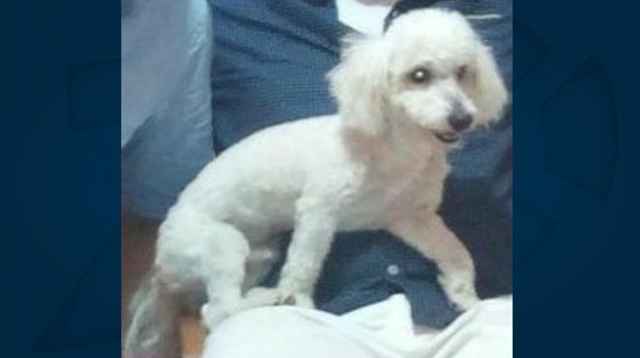 'Toby' perrito extraviado.