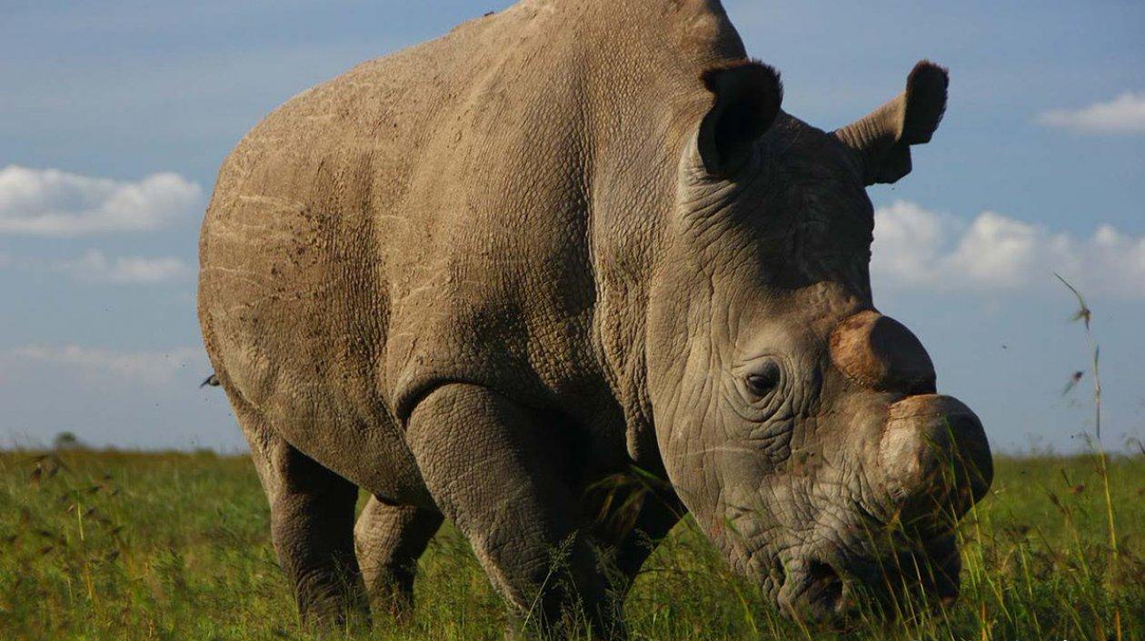 Rinoceronte blanco del norte.