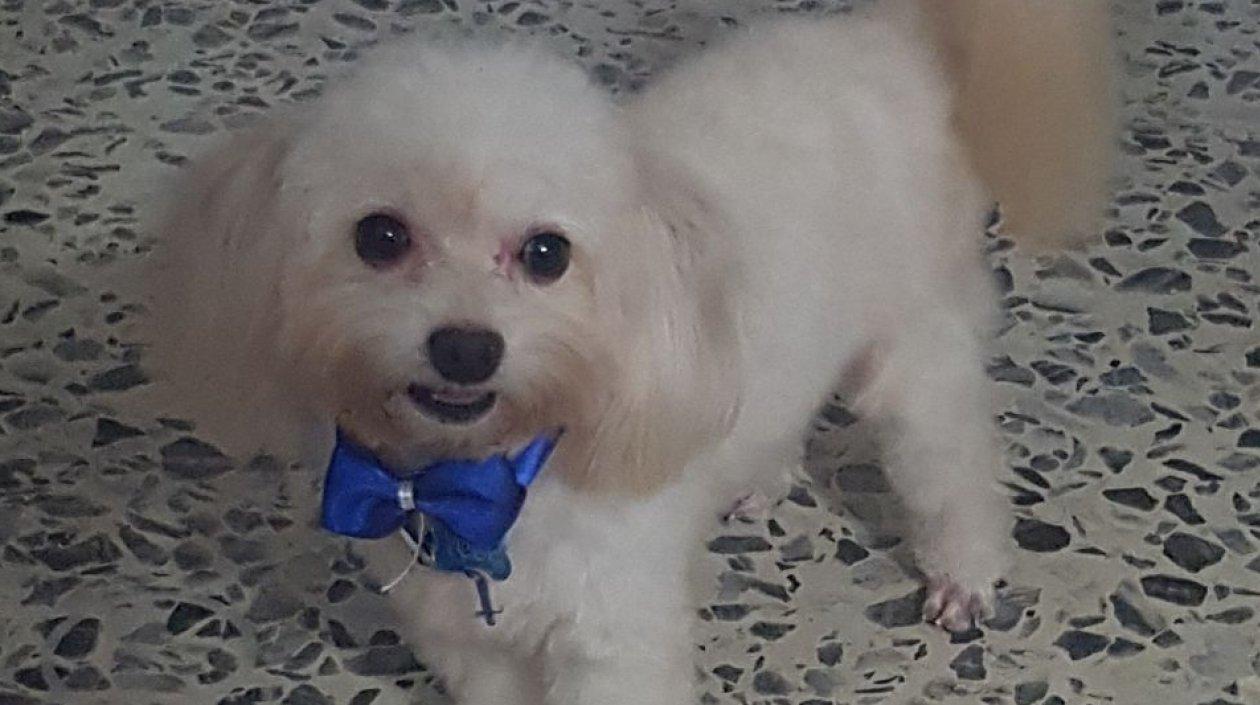 'Toby' perrito perdido.