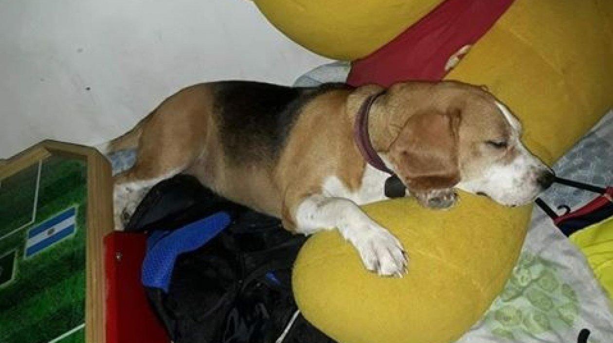 'Kiara' perrita perdida.