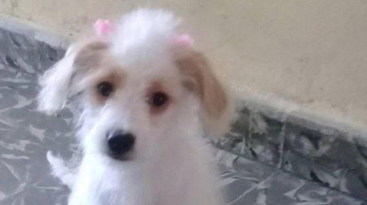 'Princesa' cachorra perdida.