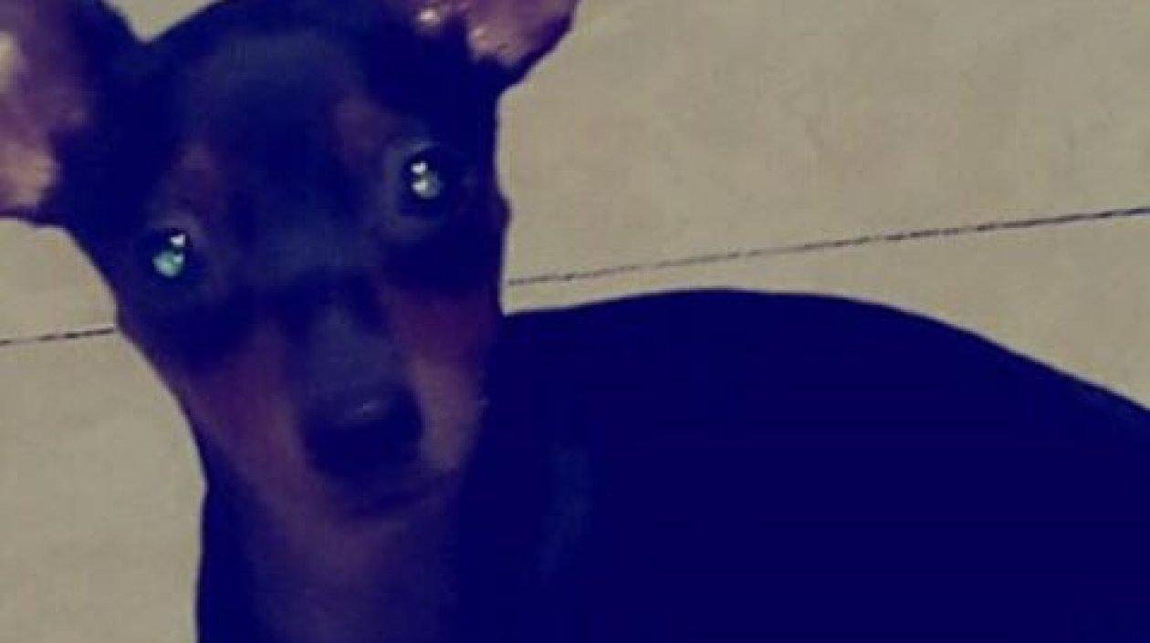 'Princesa' perrita perdida.