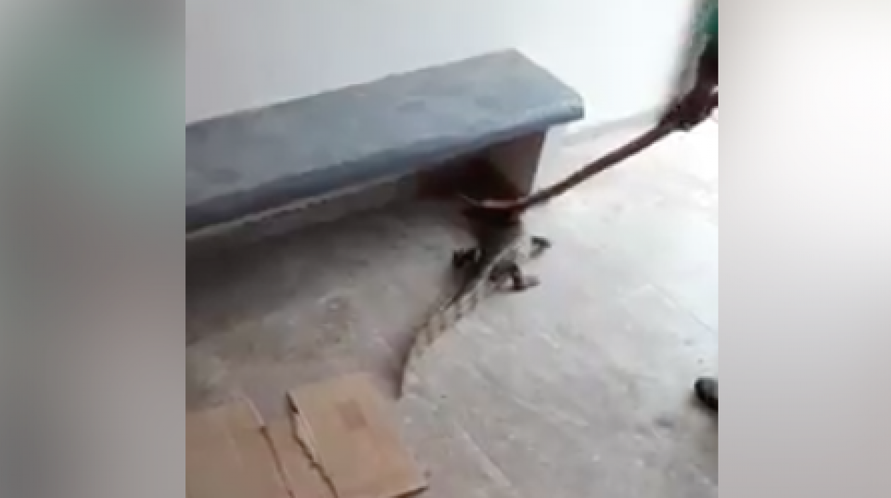 Babilla hallada en el camerino.