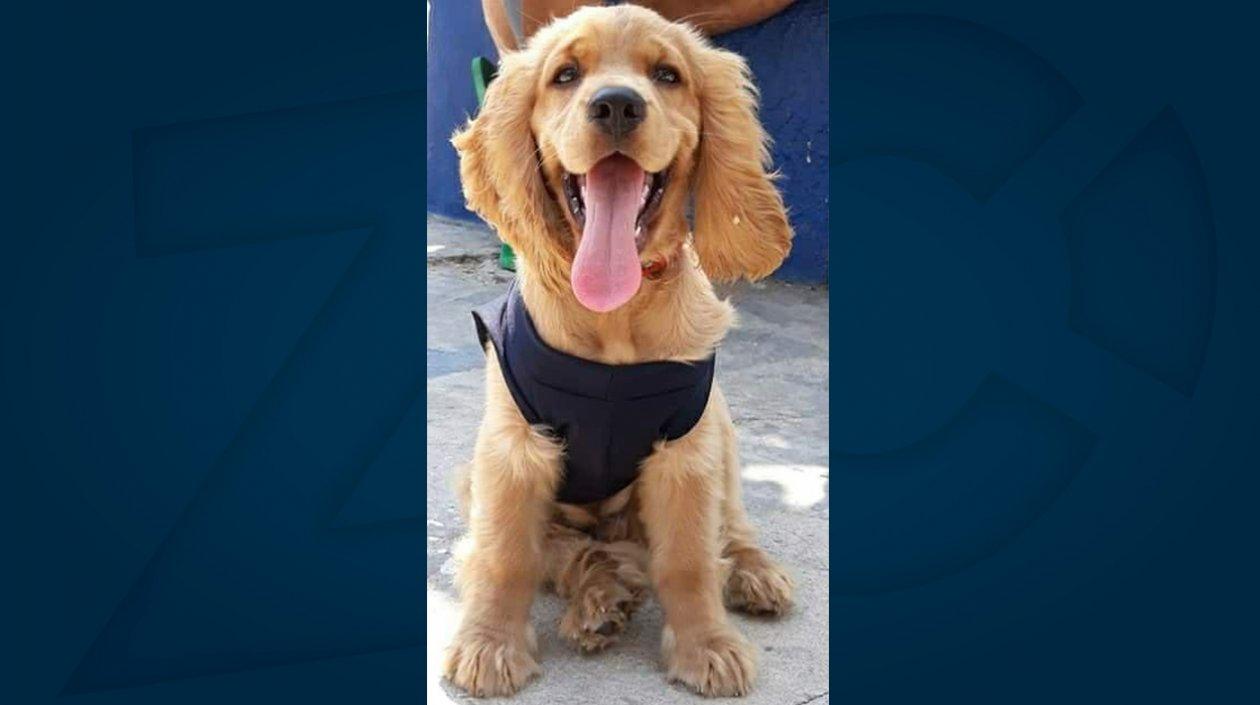 'Scooby', mascota perdida.