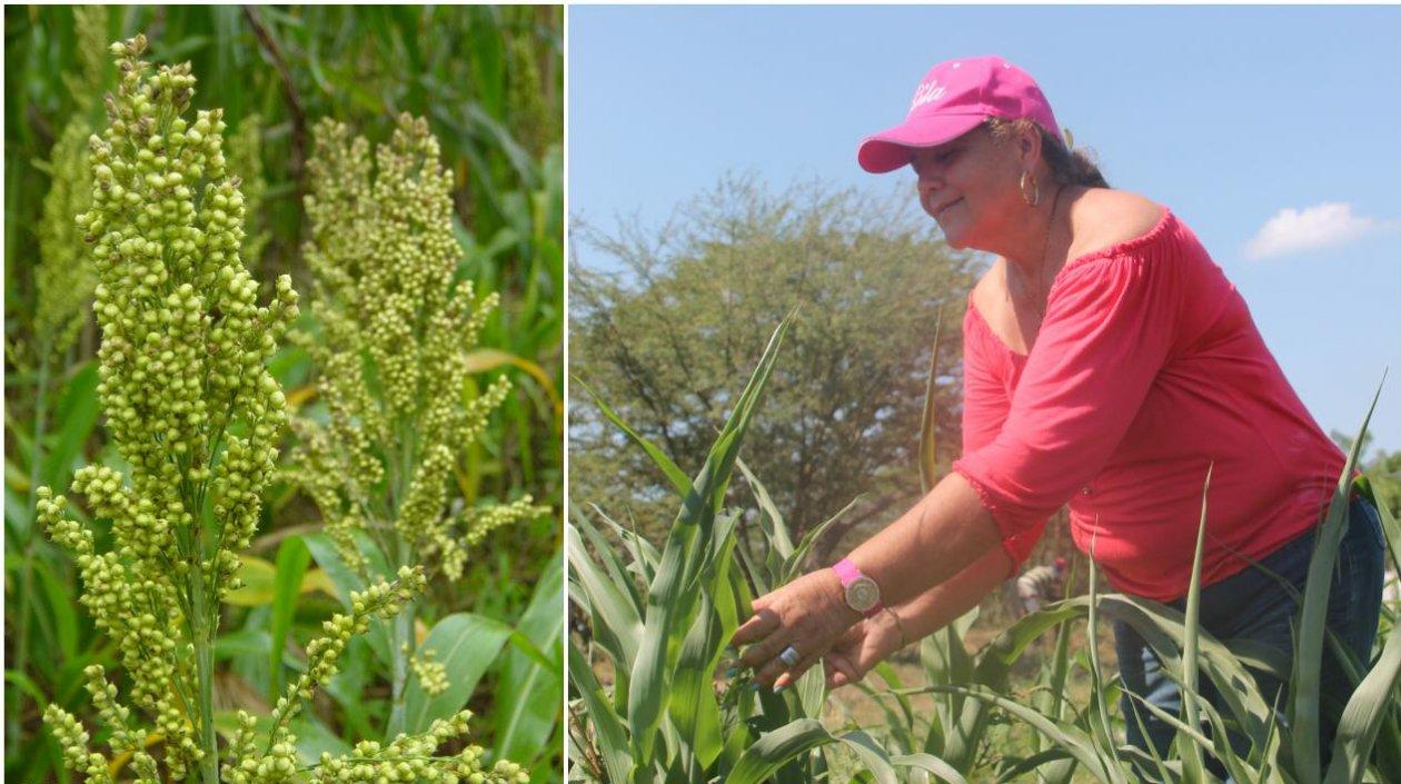 Sila Guido, una productora de la región Caribe, que trabaja con este material en su finca el Hato GQ, en Candelaria, Atlántico