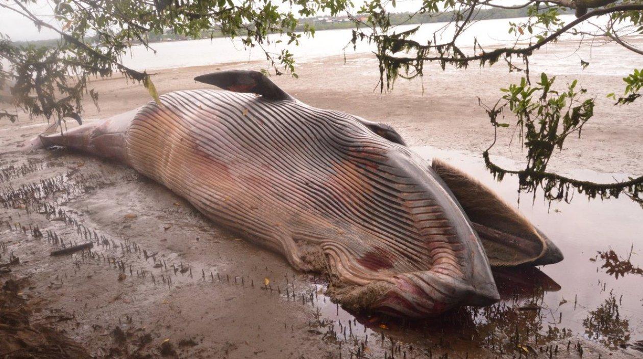 La ballena fue hallada por la Armada Nacional.