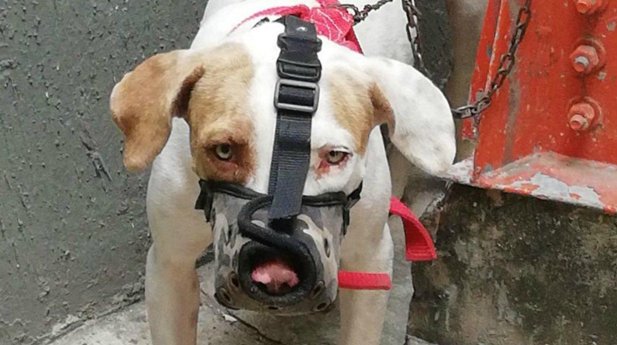 El perro quedó a disposición de la autoridad ambiental.