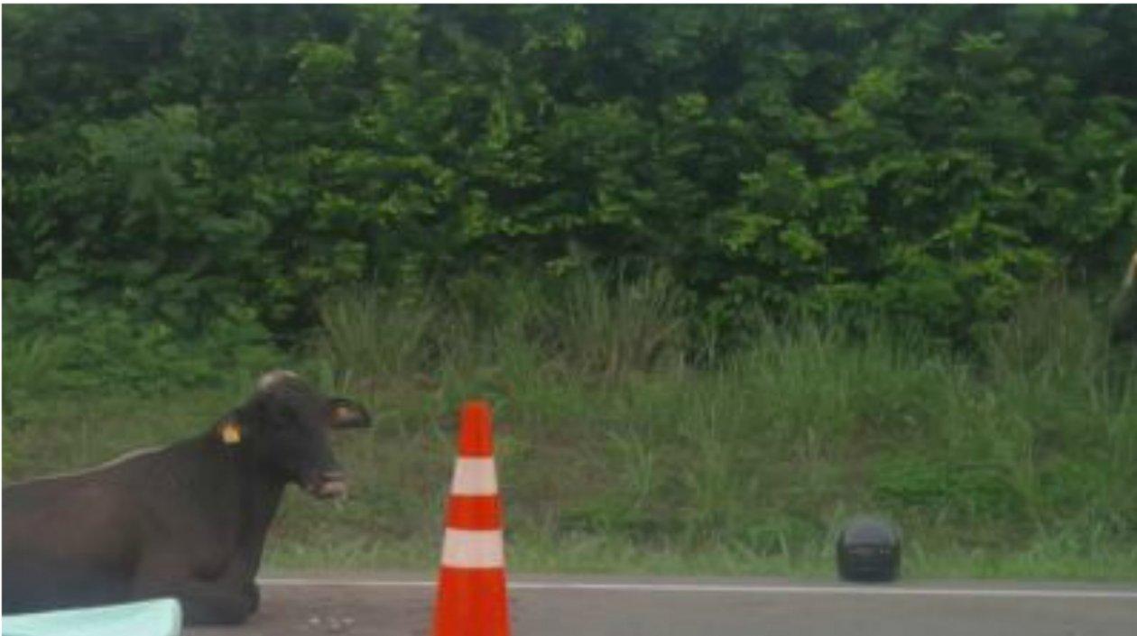 La vaca en el sitio del accidente.