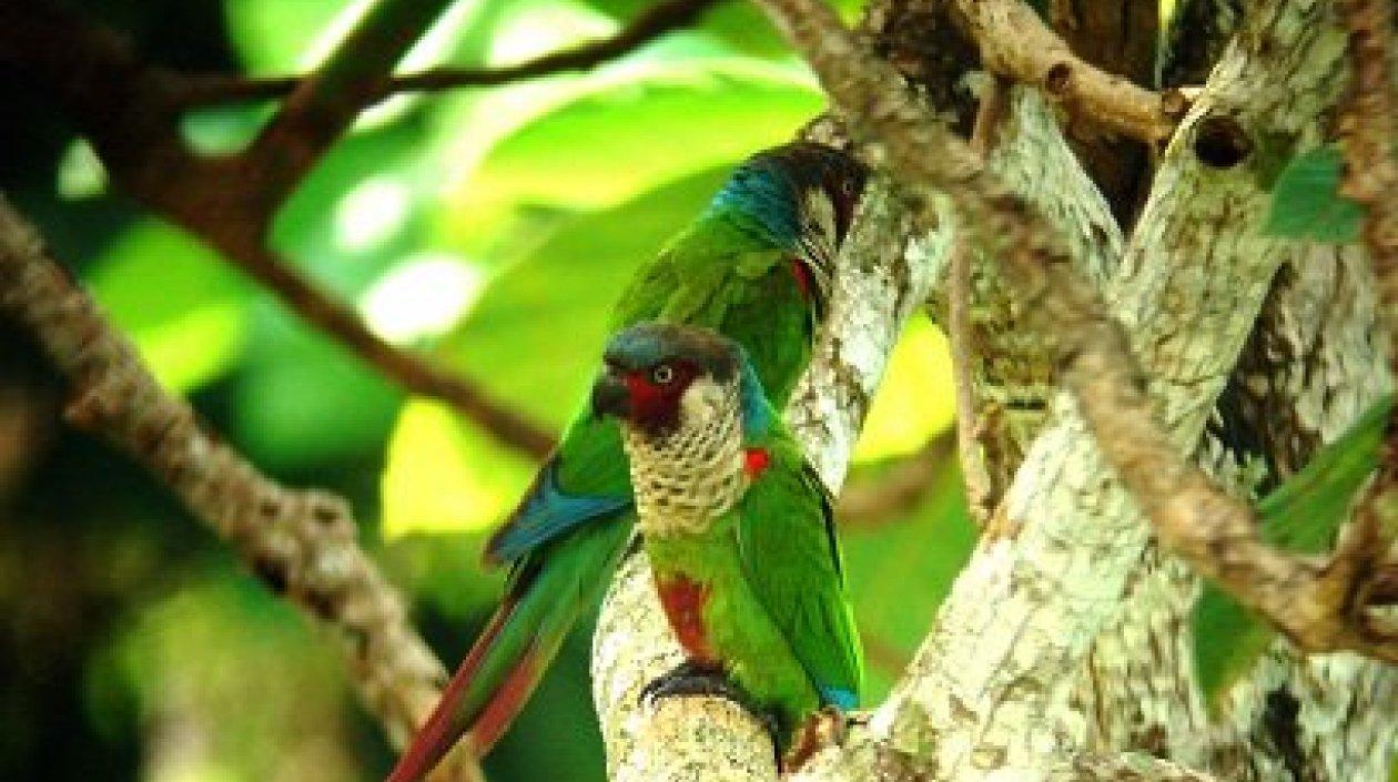 Los pajareros colombianos lograron de esta manera el bicampeonato mundial de avistamiento de especies de aves registradas en 24 horas. 