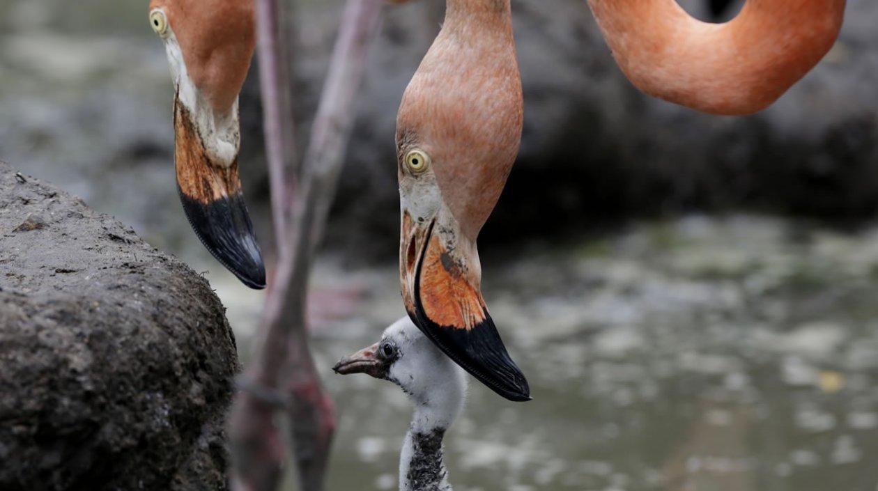 Polluelo de flamenco rosado (phoenicopterus ruber) en el Oasis Portuario de la terminal de cruceros de la Sociedad Portuaria de Cartagen