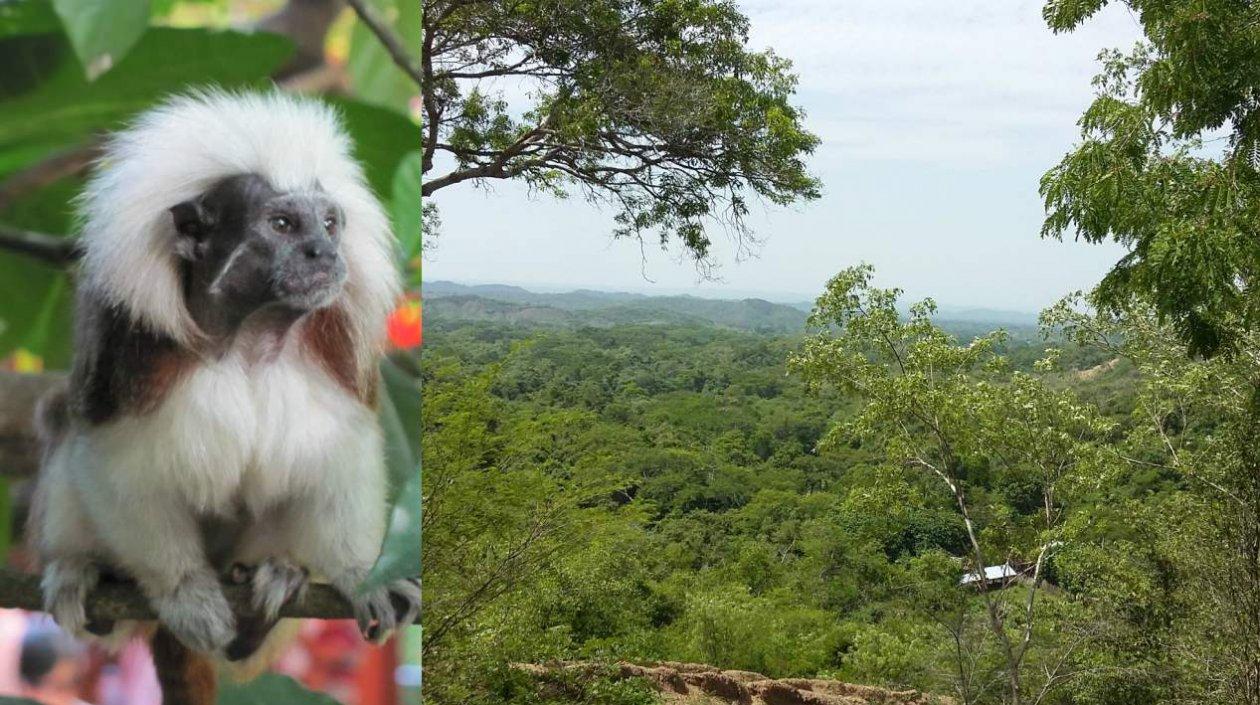 “Tití Cabeciblanco” , una de las especies protegidas.