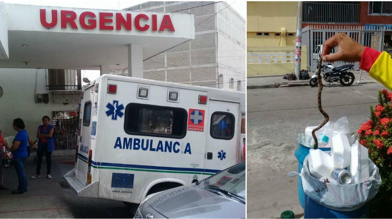 Hospital Niño Jesús y la culebra cascabel muerta. 