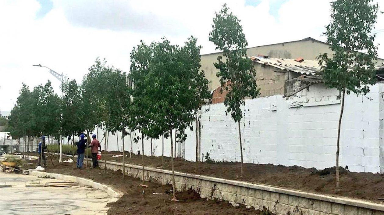 Inicio de la siembra de árboles en los alredores de los nuevos escenarios deportivos.